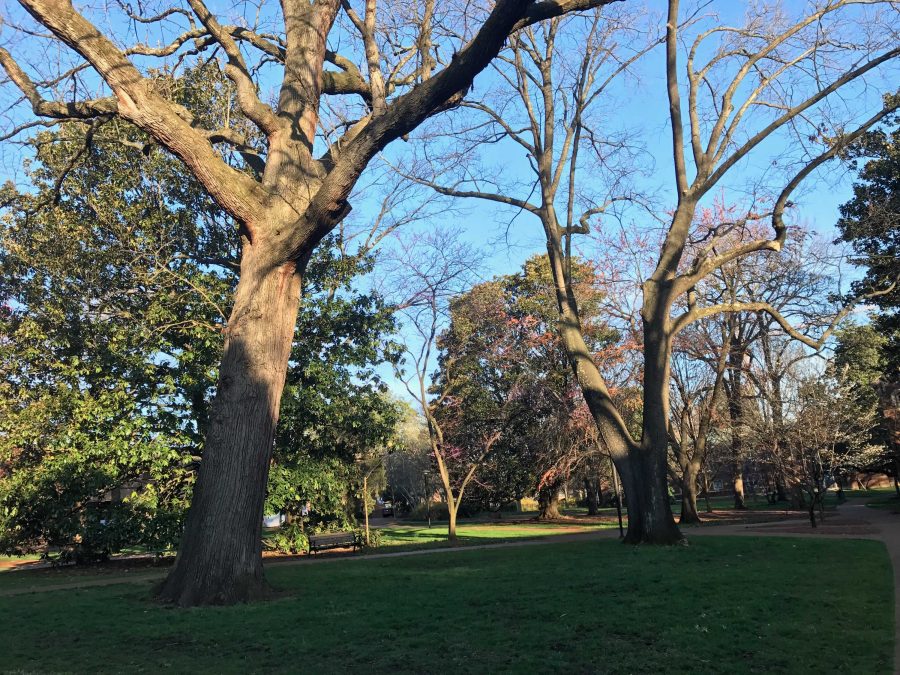 Investigating 139 years of arboretum status on Vanderbilt’s campus