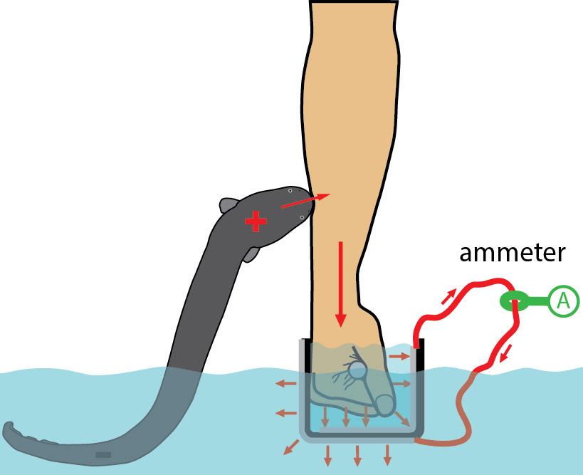 Vanderbilt professor makes “shocking” discovery regarding electric eels