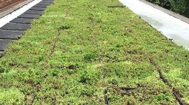 Vanderbilt promotes campus sustainability with Rand Green Roof