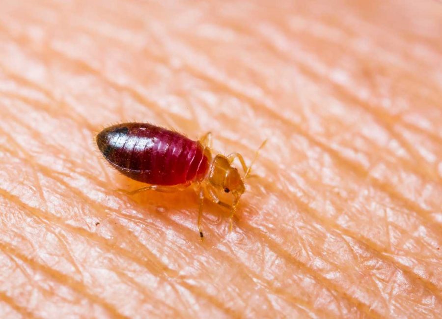 Baby bedbug or cimex after sucked blood from skin