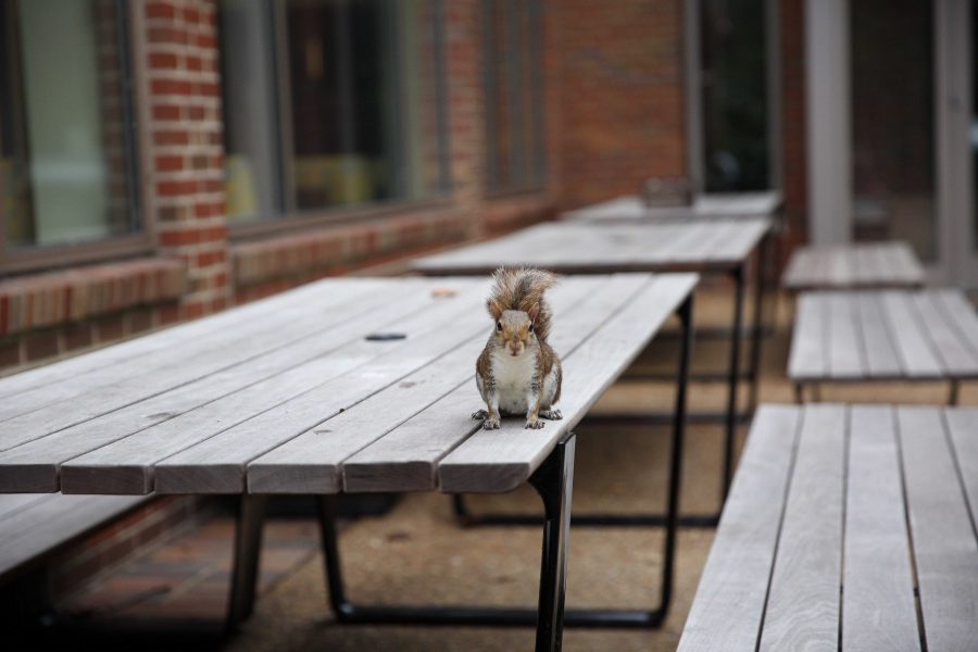 Vanderbilt squirrel
