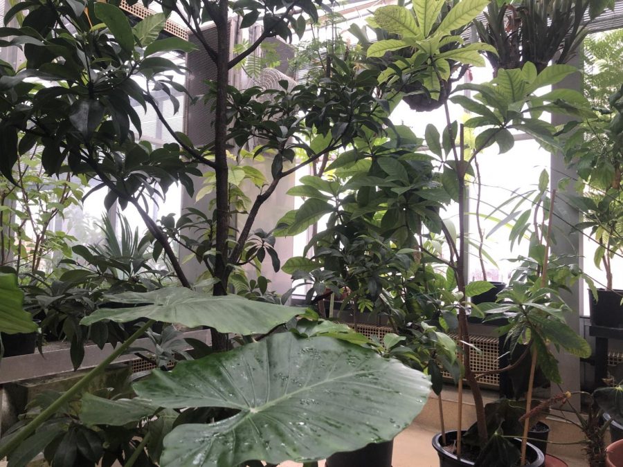 Plants within one of the rooms of the greenhouse