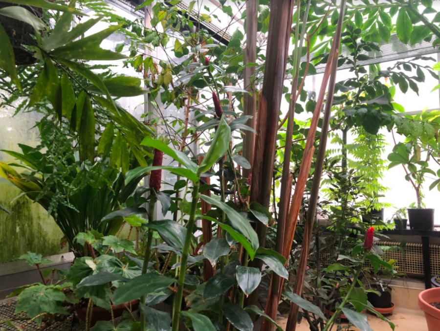 Plants in one of the Vanderbilt Greenhouses, which were permanently terminated last school year.  