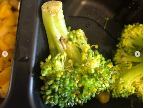 Maggot in Commons Dining Hall broccoli