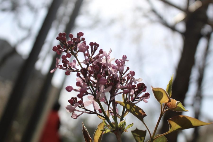 Purple blossom on a tree against a gray sky, photographed March 31, 2021. (Hustler Multimedia/Geena Han)