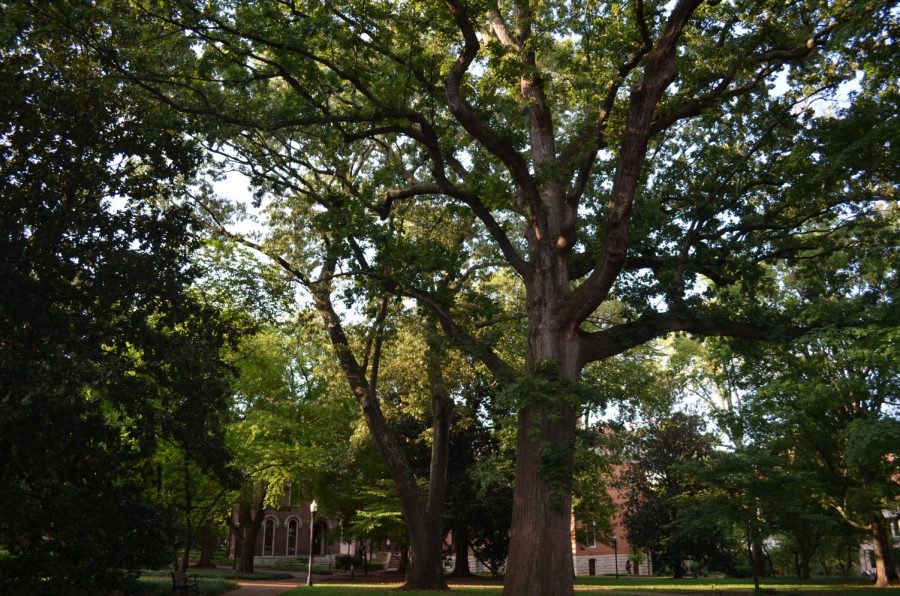 Trees on campus, photographed Sept. 10, 2020. (Hustler Multimedia/Alex Venero)
