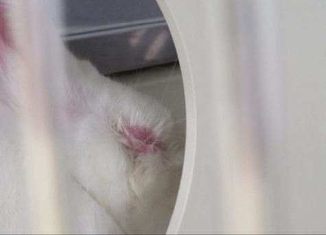 white bunny in a cage with a forcibly shut eye, swelling, and redness