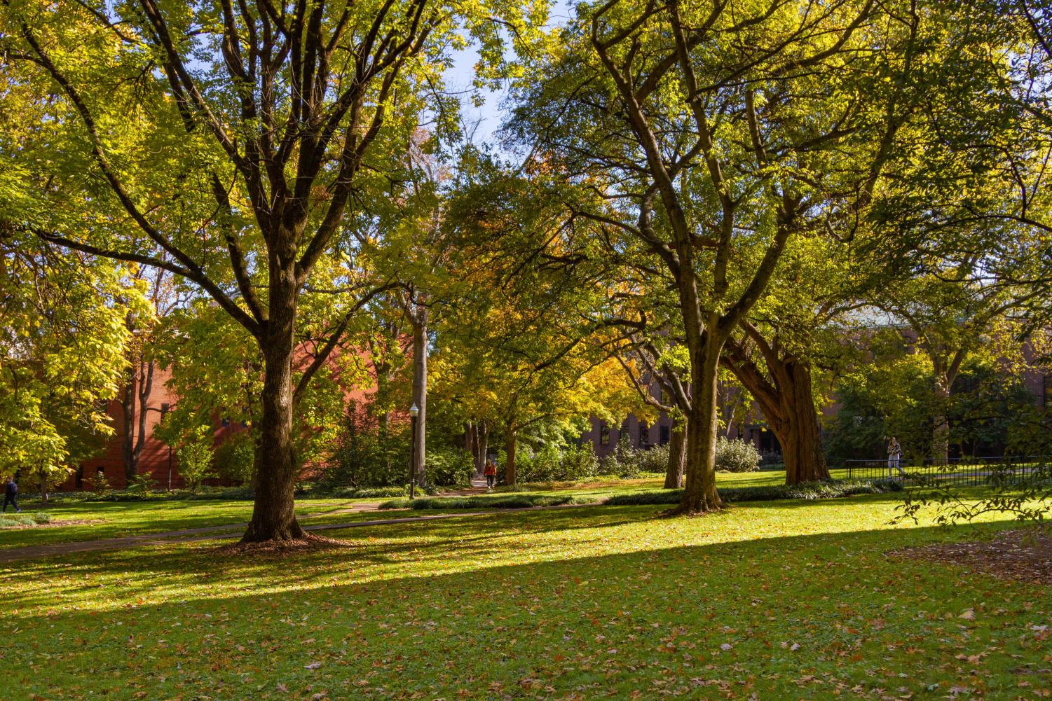 Trees on campus, as photographed on Nov. 5, 2021