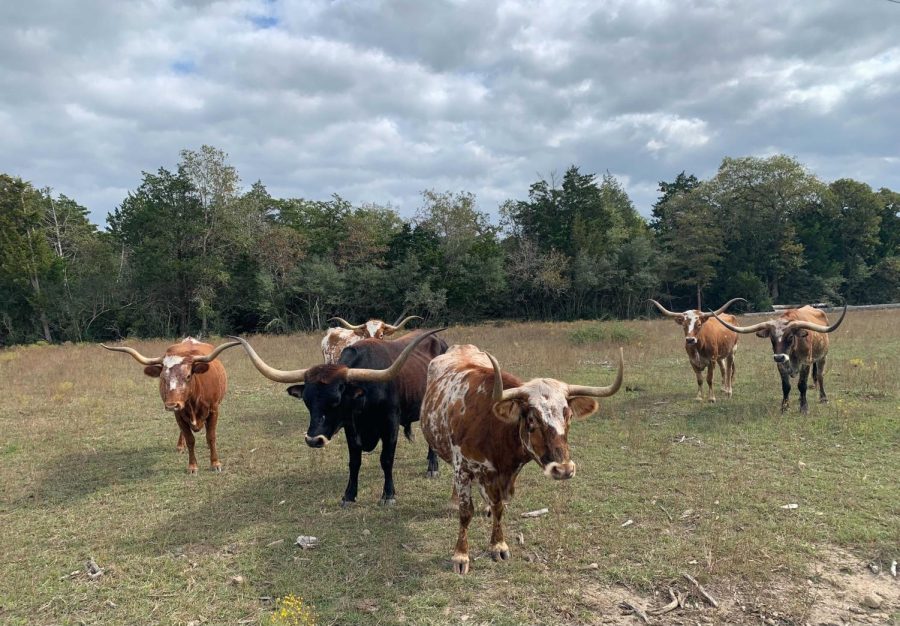 A herd of Texas Longhorns, photographed November 21, 2021. (Hustler Staff/Deniz Orbay)