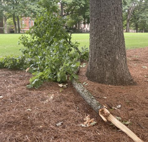 The tree which fell on Peabody Lawn, as photographed on Aug. 21, 2022. (Hustler Staff/Elise Harris)