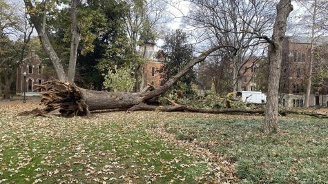 The fallen Bicentennial Oak, as photographed on Nov. 13, 2022. (Hustler Multimedia/Connie Chen)