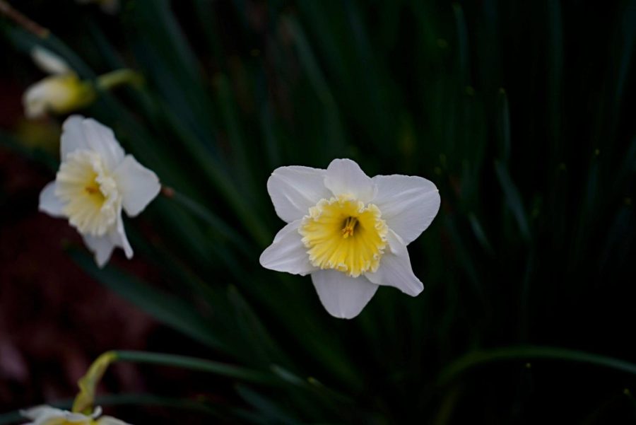 Daffodils bloom near Kissam, as photographed on Feb. 24, 2023. (Hustler Multimedia/Narenkumar Thirmiya)
