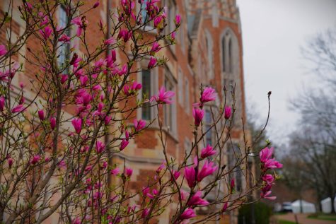 Spring flowers in bloom near E. Bronson Ingram College, as photographed on March 2, 2023. (Hustler Multimedia/Anseley Philippe)