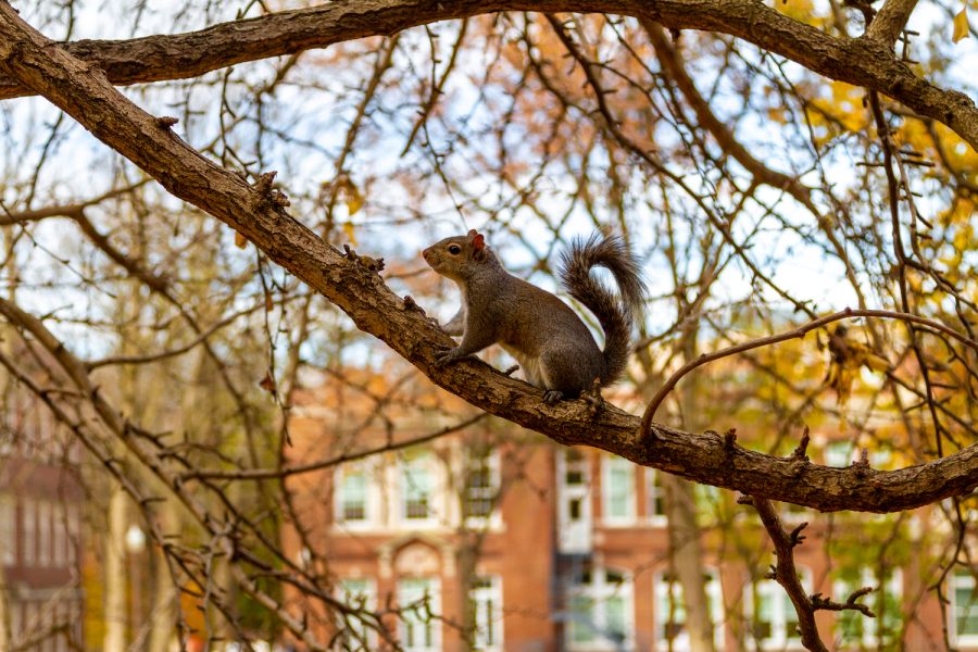 A squirrel rests on a branch on Commons, as photographed on Nov. 30, 2021. (Hustler Multimedia/Barrie Barto)