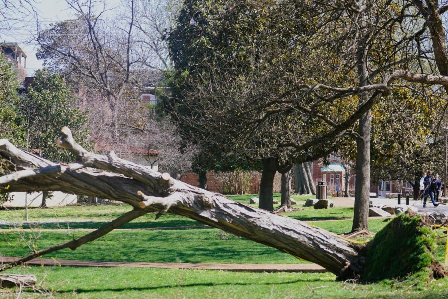 A fallen tree behind the Branscomb Quadrangle, as photographed on March 4, 2023. (Hustler Multimedia/Anseley Philippe)