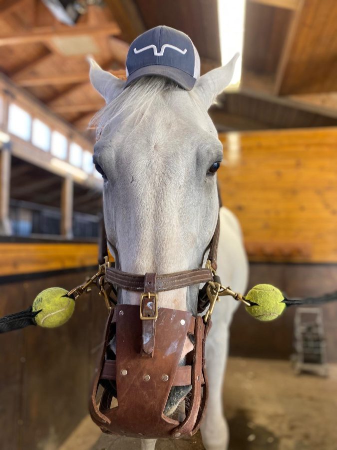 Camelot wears the farrier’s hat, as photographed on July 1, 2020. (Hustler Multimedia/Barrie Barto)