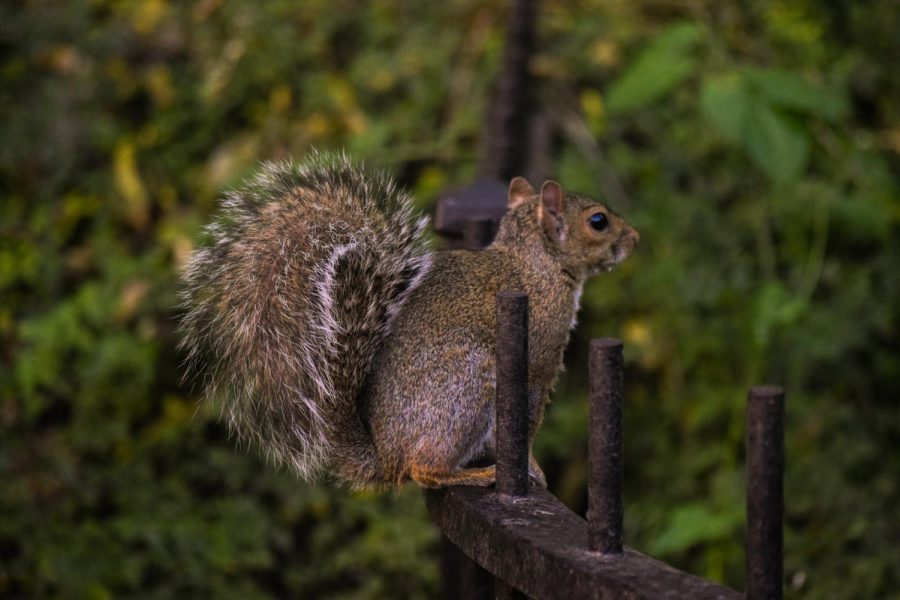A squirrel stands on a fence, as captured on Oct. 21, 2022. (Hustler Multimedia/Narenkumar Thirmiya)