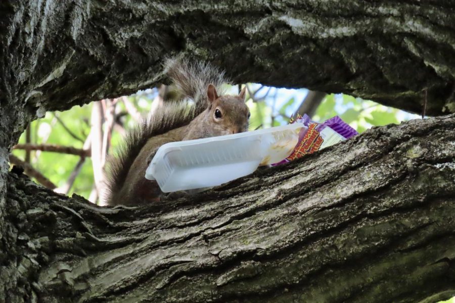 A squirrel munches on a pack of Dippin’ Stix Sliced Apples & Peanut Butter, as captured on April 17, 2023. (Hustler Multimedia/Isabella Bautista)