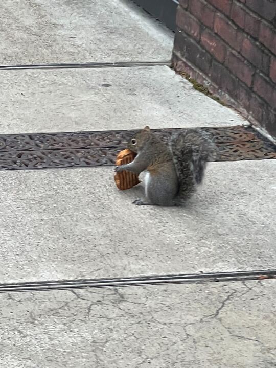 A squirrel munching on a fresh panini outside of Suzies, as captured on Feb 24, 2023. (Hustler Multimedia/Ophelia Lu)