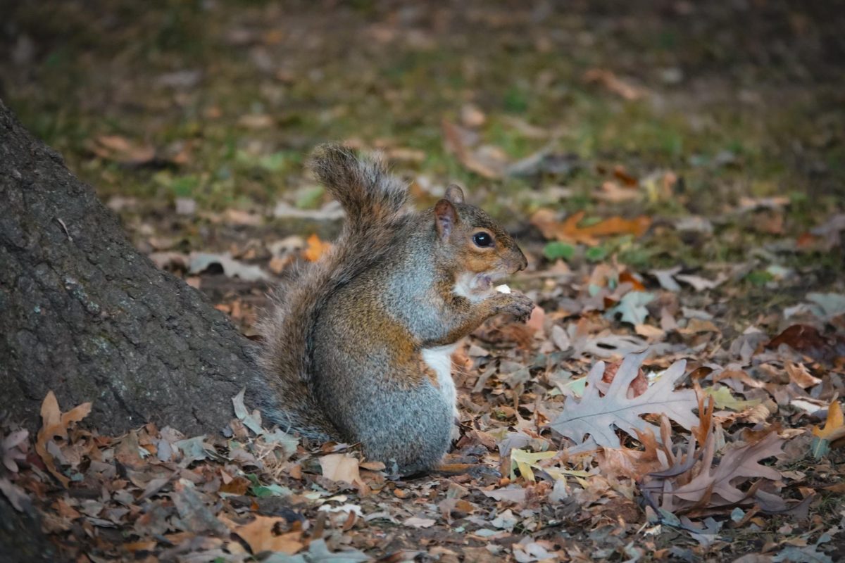 Squirrel eats nut near Wilson Hall as photographed on Oct. 25, 2023. (Hustler Multimedia/Payton Ohler)
