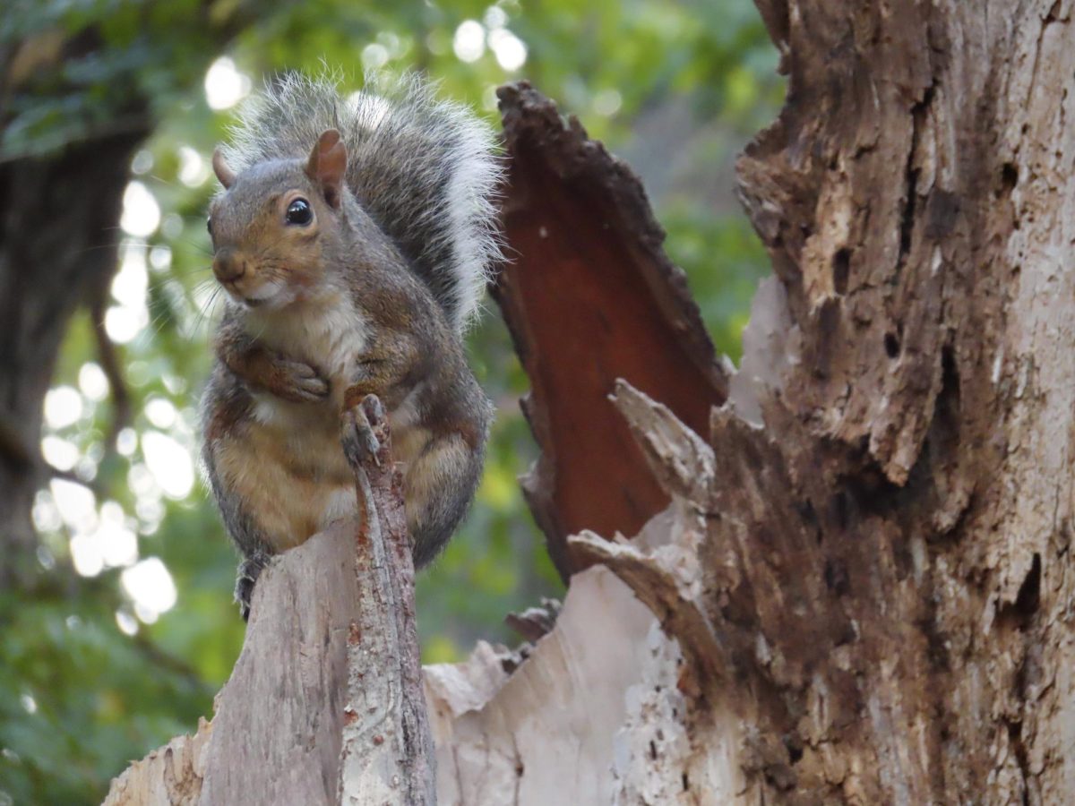 A squirrel perches atop a tree, as captured on Oct. 10, 2023. (Hustler Multimedia/Isabella Bautista)
