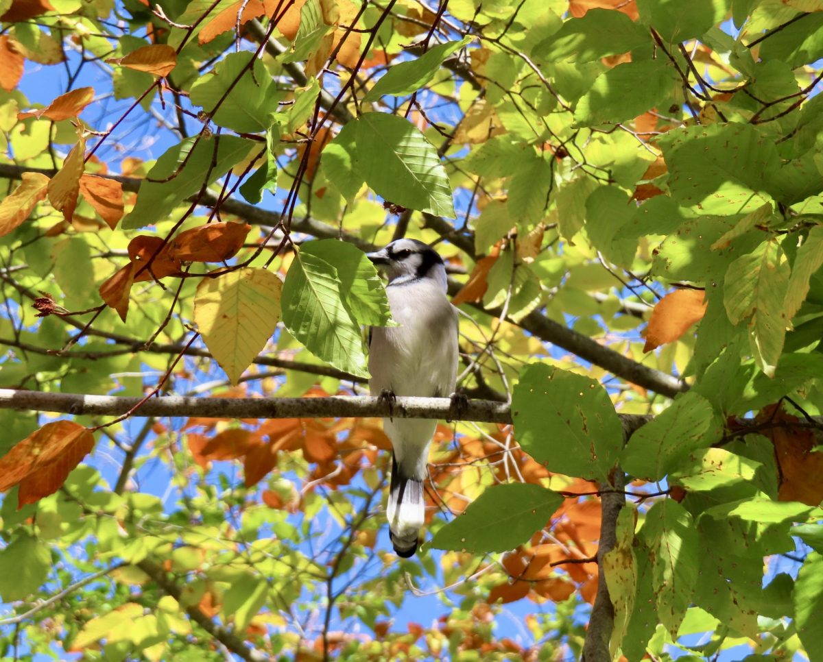 Blue jay perches on branch surrounded by fall-colored leaves, as photographed on Nov. 2, 2023. (Hustler Multimedia/Isabella Bautista)