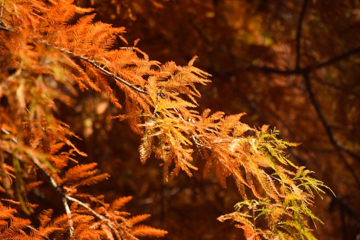 Bald cypress leaves begin to turn red, as photographed on Nov. 11, 2023. (Hustler Multimedia/Narenkumar Thirmiya)