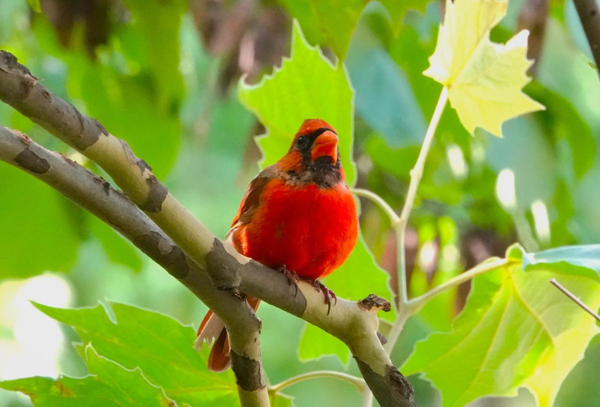 A bright red cardinal on a tree branch, as photographed on Sept. 9, 2023. (Hustler Multimedia/Alice Tang)