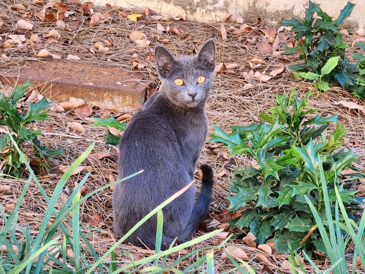 A gray kitten sits behind Alumni Hall, as photographed on Oct. 8, 2023. (Hustler Multimedia/Alice Tang)