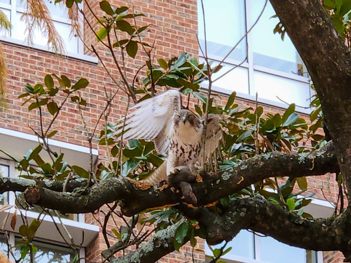Early+birds+and+night+owls+alike+can+enjoy+this+guide+to+the+diverse+bird+species+on+Vanderbilt%E2%80%99s+campus.