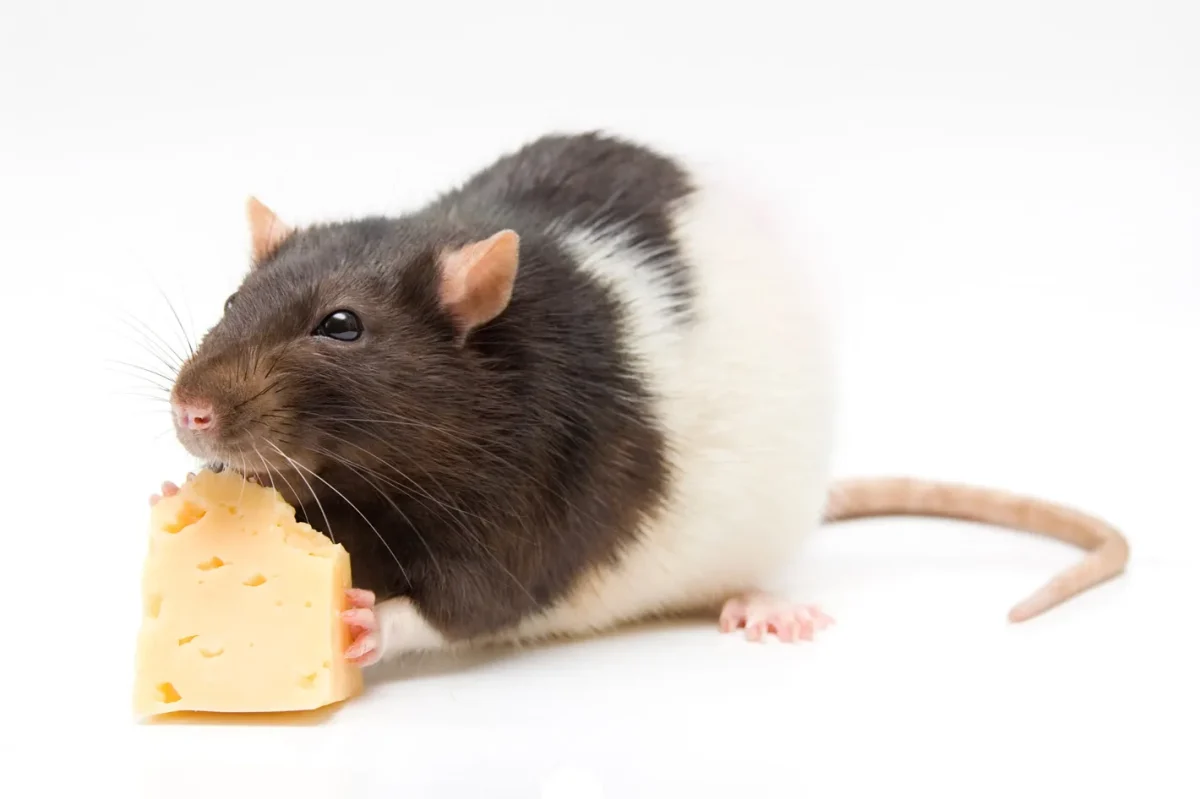 Photo depicting a rat eating a block of cheese (Hustler Staff/Zoe Abel). 