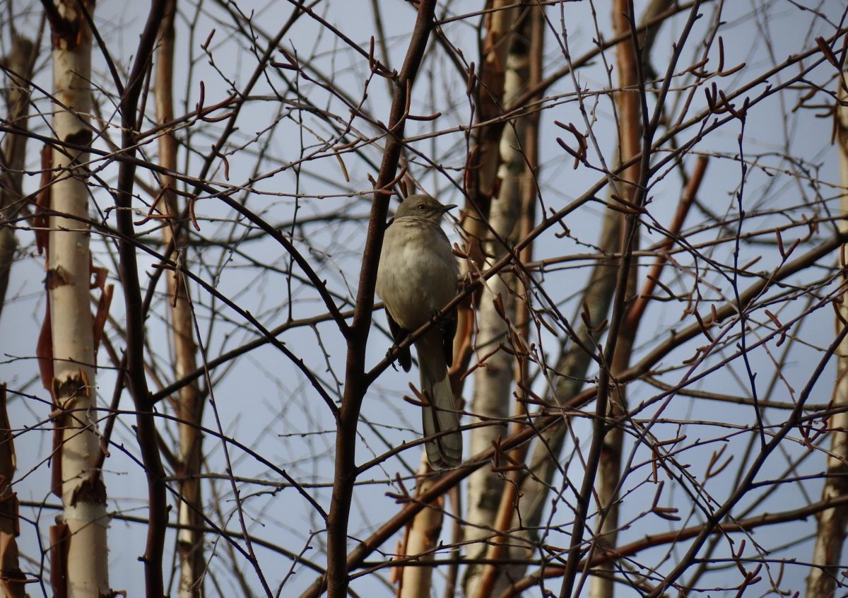A mockingbird perches atop a tree branch, as photographed on Jan. 26, 2024. (Hustler Multimedia/Isabella Bautista)