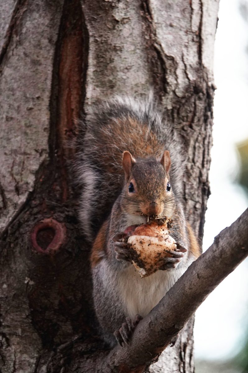 Squirrel nibbles on a large nut as it rests at the base of a branch, as photographed on Dec. 3, 2023. (Hustler Multimedia/George Albu)