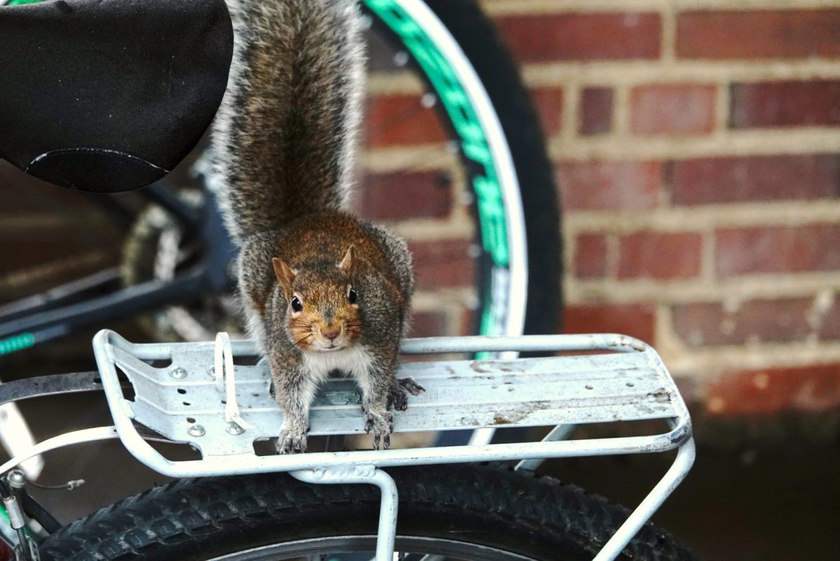 Squirrel sits on a bicycle at Peabody Campus, as photographed on Jan. 14. 2024. (Hustler Multimedia/George Albu)