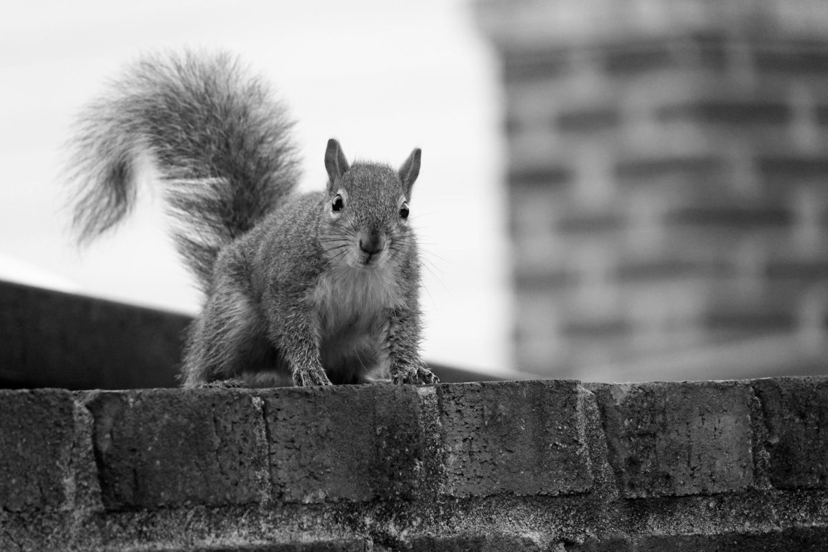 Black-and-white photograph of a squirrel looking towards the camera while on a brick wall, as photographed on Feb. 20, 2024. (Hustler Multimedia/George Albu)