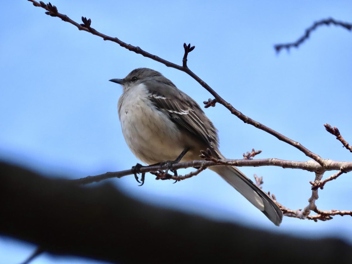 A mockingbird perches on a branch, as photographed on Feb. 6, 2024. (Hustler Multimedia/Isabella Bautista)