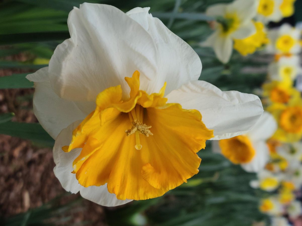 Daffodil blooming, as photographed on March 14, 2024. (Hustler Multimedia/Anseley Phillippe