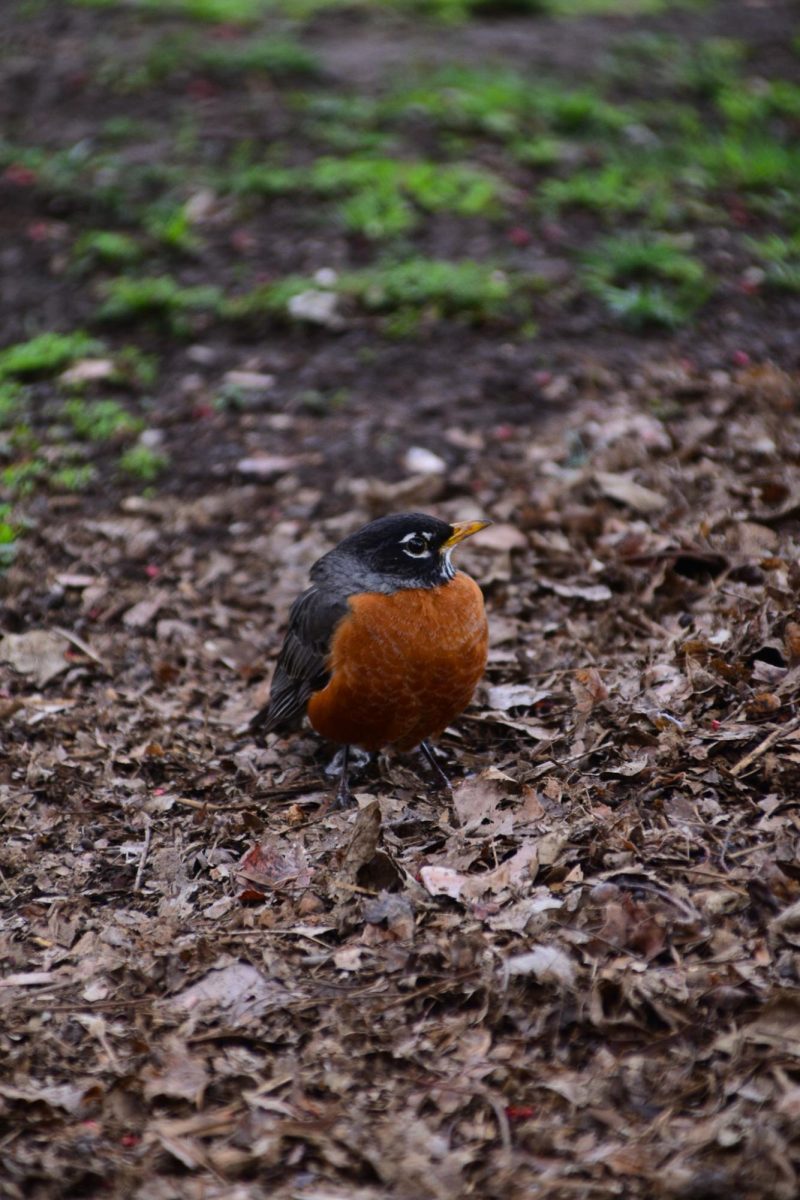 Photograph of a bird on a spring day, as photographed on March 2, 2024. (Hustler Multimedia/Alondra Moya)