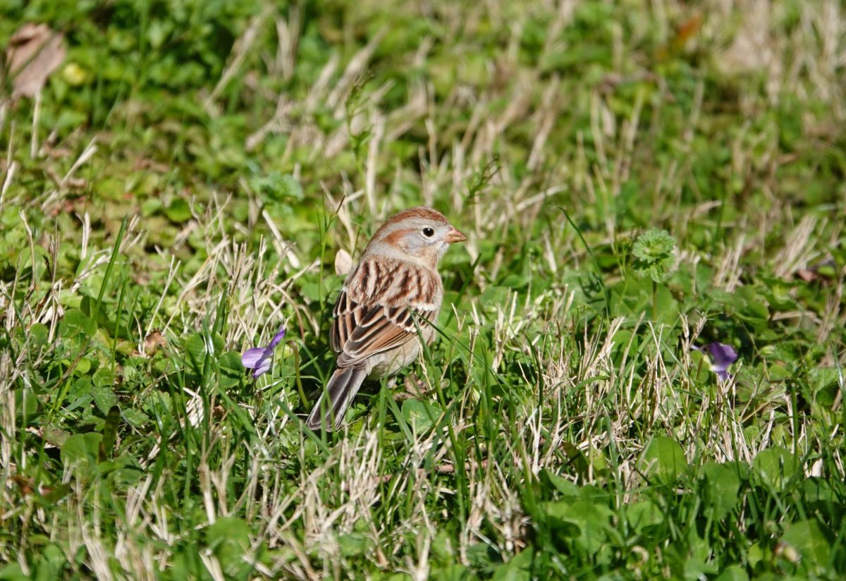 A field sparrow among grass and flowers, as photographed on March 24, 2024. (Hustler Multimedia/Alice Tang)