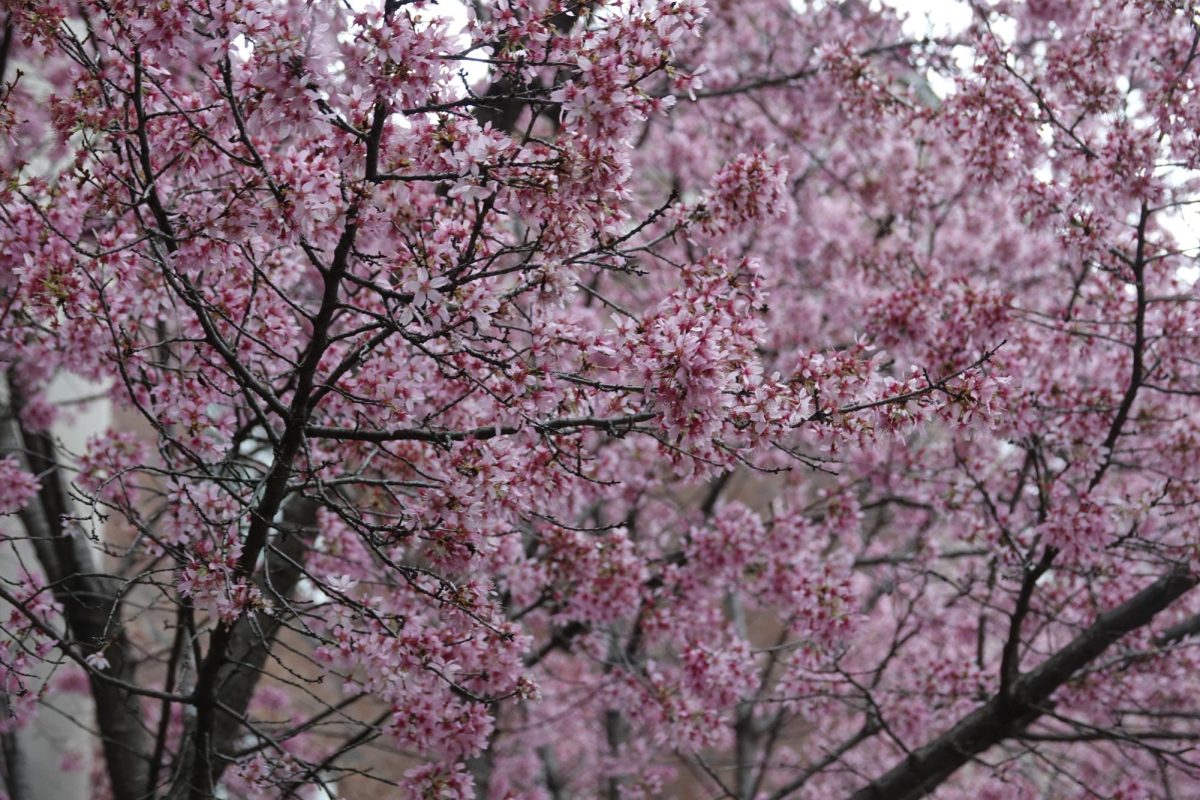 Pink flowers bloom on tree branches, as photographed on Feb. 27, 2024. (Hustler Multimedia/Sabrina Downey)