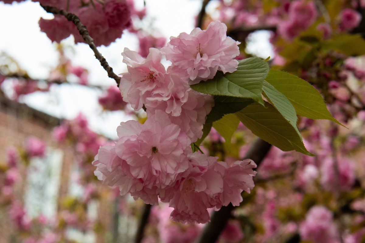 Pink, spring blossoms in front of McGill Hall, as photographed on March 26, 2024. (Hustler Multimedia/Savannah Walske)