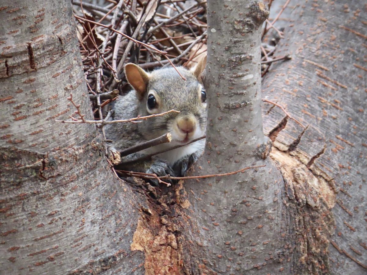 A squirrel peeks through the branches of a tree, as photographed on March 2, 2024. (Hustler Multimedia/Isabella Bautista)