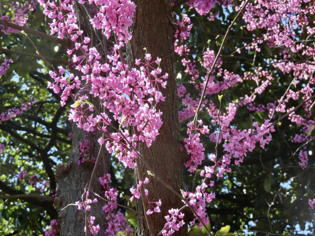 Bright pink flowers illuminated by the sunlight, as photographed on April 6, 2024. (Hustler Multimedia/Isabella Bautista)