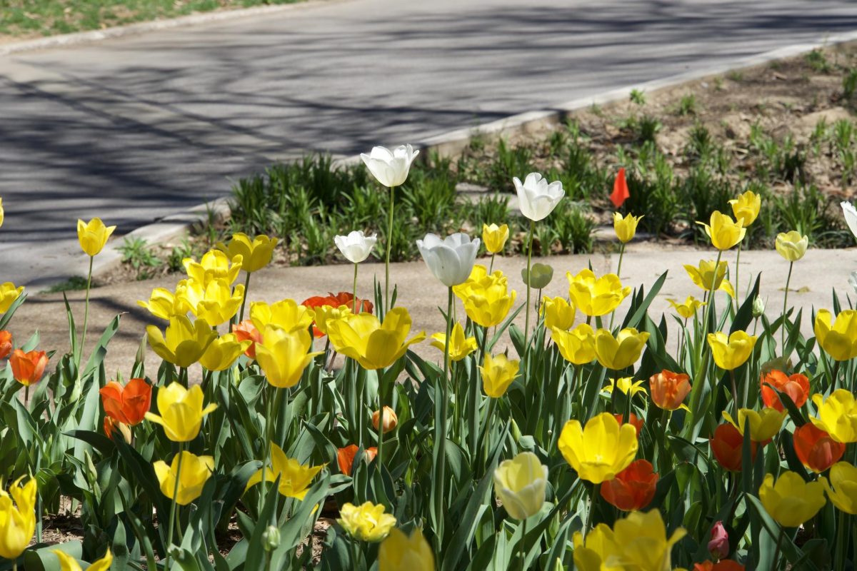 Spring flowers by Peabody Library, as photographed on March 29, 2024. (Hustler Multimedia/Siting Tong)