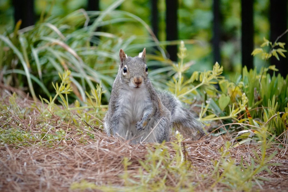 An eastern gray squirrel emerges from a state of mild bemusement, captured on April 8, 2024. (Hustler Multimedia/Royce Yang)