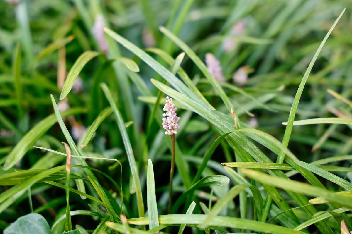 Photograph of a flower in bloom, as photographed on Aug. 25, 2024. (Hustler Multimedia/Alondra Moya)