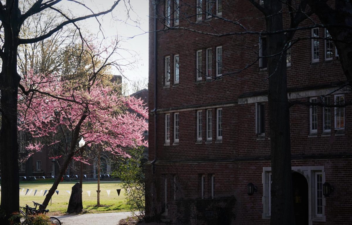 Photograph of a pink blossoming tree next to Alumni Lawn, as photographed on March 21, 2024. (Hustler Multimedia/George Albu)
