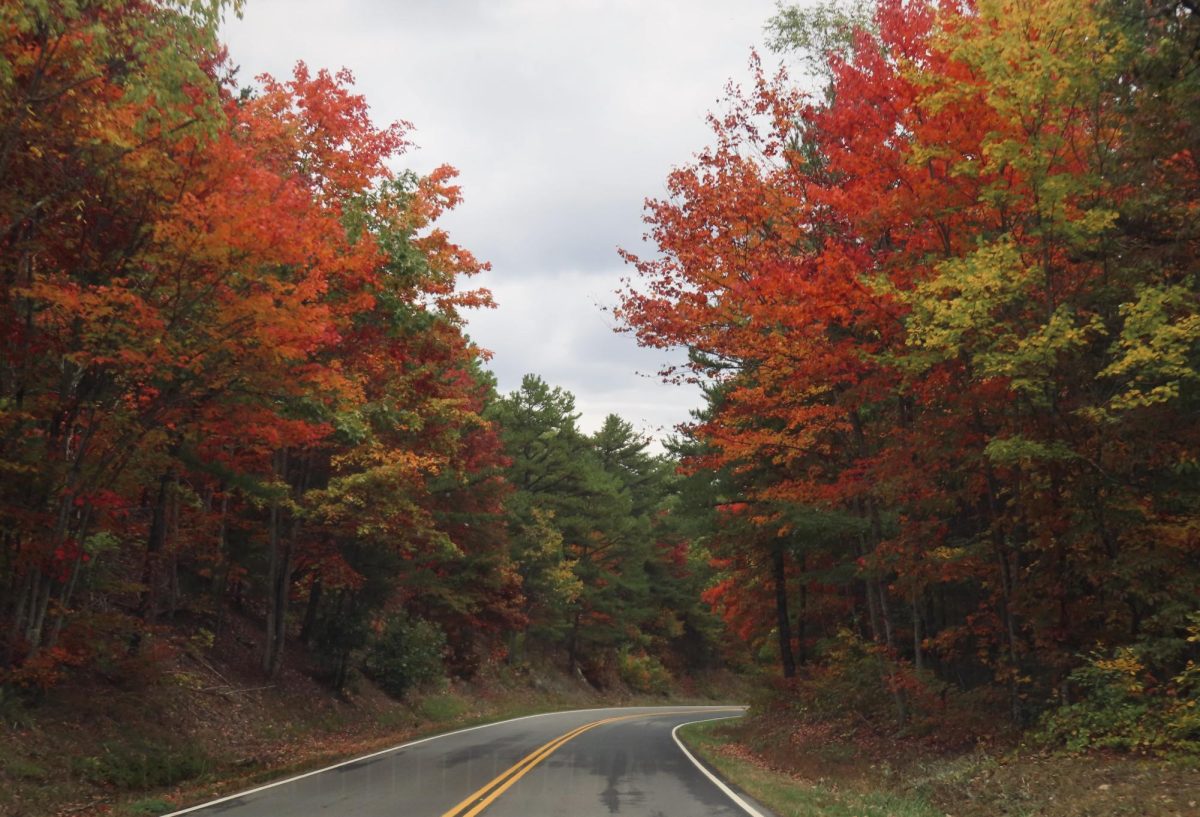 Fall leaves over a road, as photographed on Oct 20, 2023. (Hustler Multimedia/Isabella Bautista)