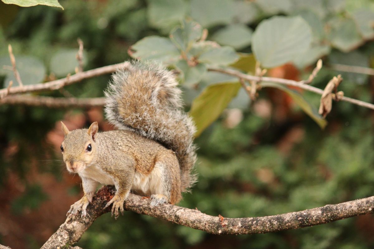 McGillSquirrel2024.09.13SO-5