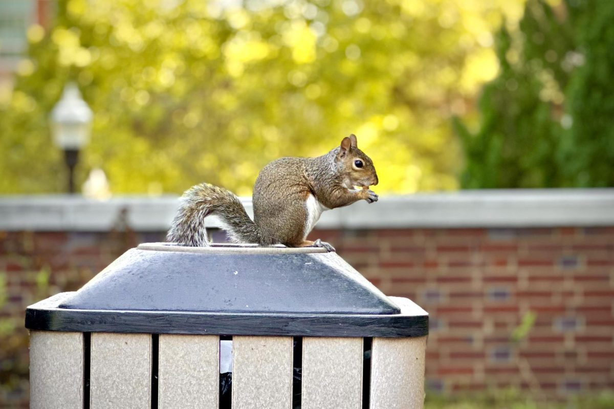 A squirrel clutches onto a certain treasure rescued from the depths of yesterday's leftovers to feast on the spoils of modern civilization, captured on Aug. 26, 2024. (Hustler Multimedia/Royce Yang)